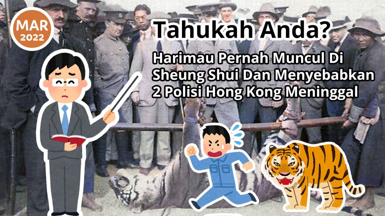 Tahukah Anda? Harimau Pernah Muncul Di Sheung Shui Dan Menyebabkan 2 Polisi Hong Kong Meninggal