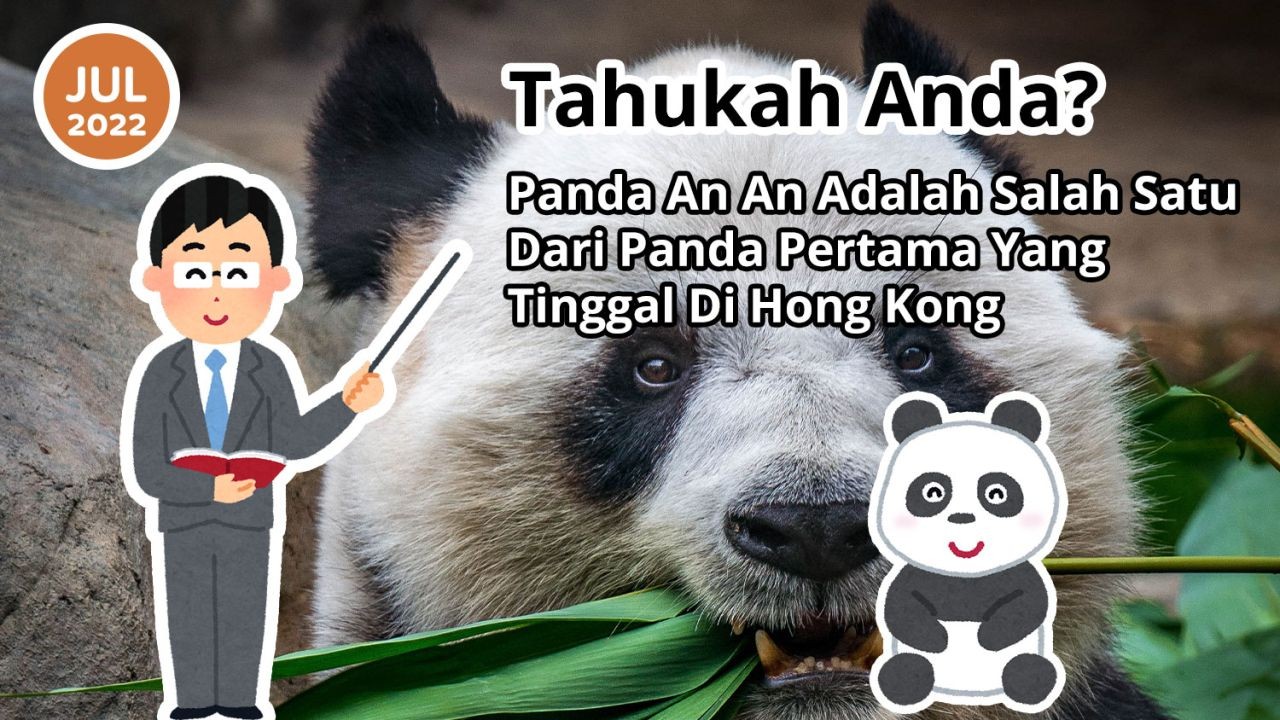 Tahukah Anda? Panda An An Adalah Salah Satu Dari Panda Pertama Yang Tinggal Di Hong Kong
